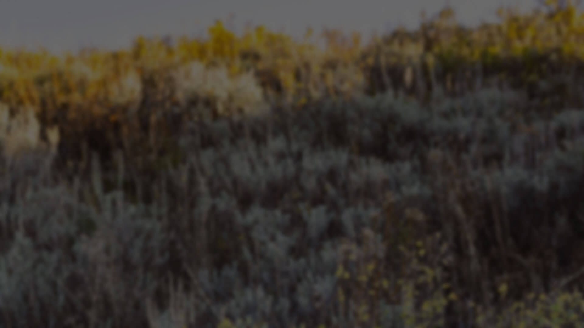 WBY_mff_hero_bkg_blur-1920x1080